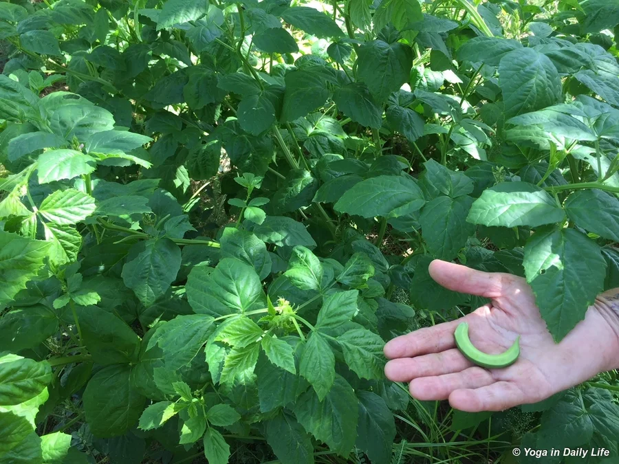 Mindia guar phali - a traditional cultivar